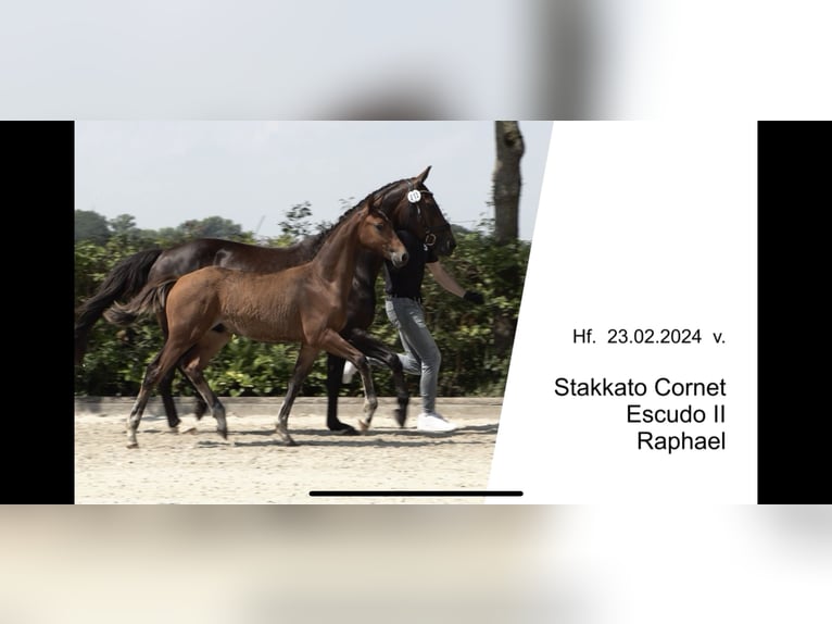 Hannoveraner Hengst 2 Jahre 160 cm Brauner in BerneBerne