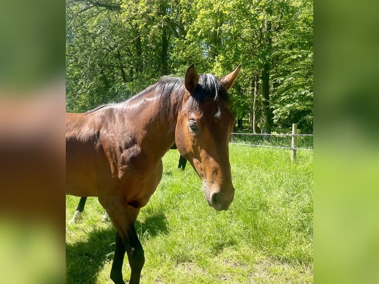 Hannoveraner Hengst 2 Jahre 160 cm Brauner in BerneBerne