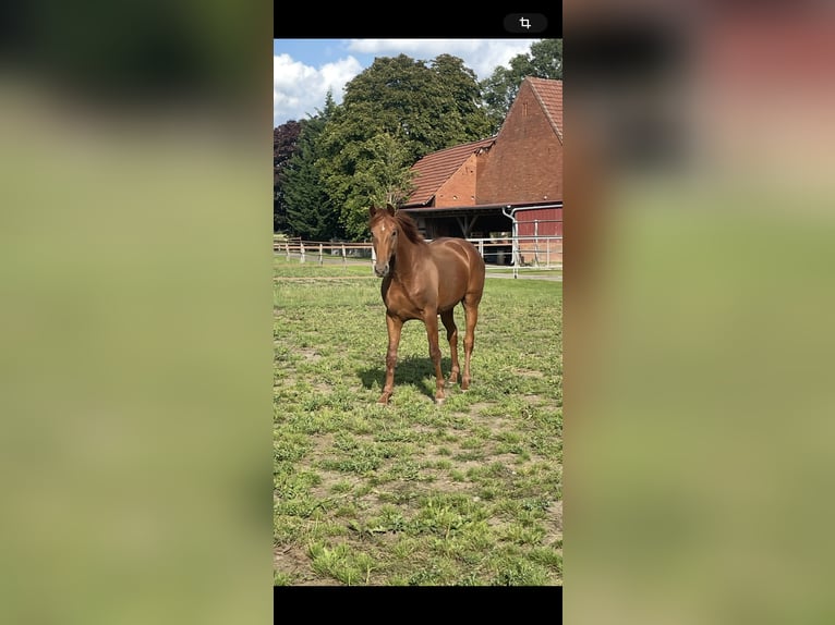 Hannoveraner Hengst 2 Jahre 160 cm Fuchs in Warmsen