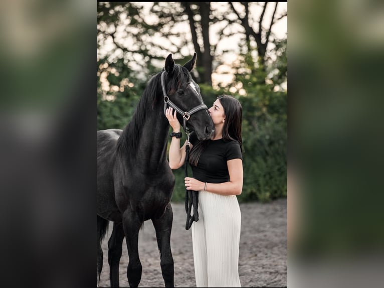 Hannoveraner Hengst 2 Jahre 160 cm Kann Schimmel werden in Schifferstadt