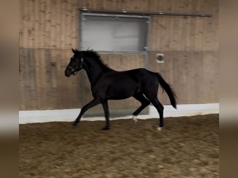 Hannoveraner Hengst 2 Jahre 160 cm Schwarzbrauner in Verl