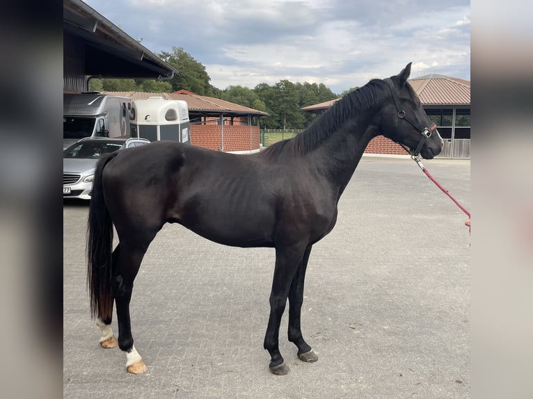 Hannoveraner Hengst 2 Jahre 160 cm Schwarzbrauner in Verl