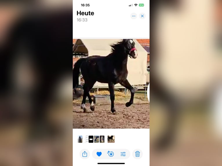 Hannoveraner Hengst 2 Jahre 162 cm Schwarzbrauner in Rehburg-Loccum