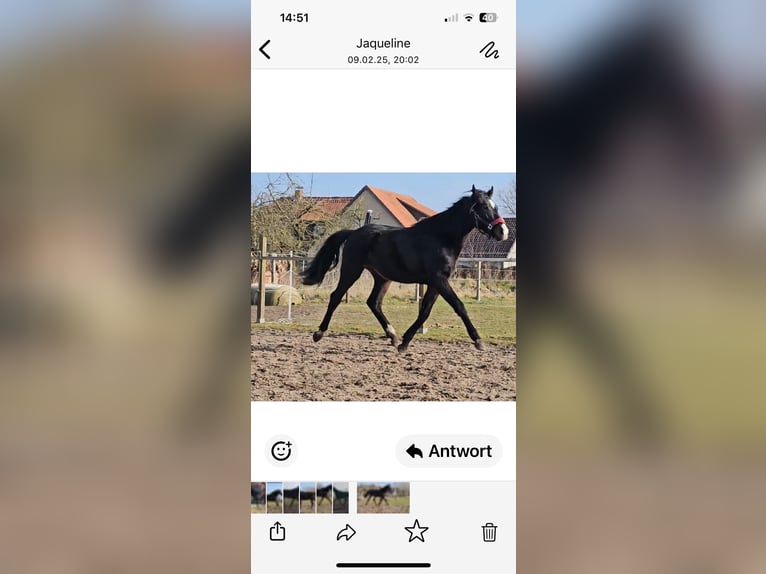 Hannoveraner Hengst 2 Jahre 162 cm Schwarzbrauner in Rehburg-Loccum
