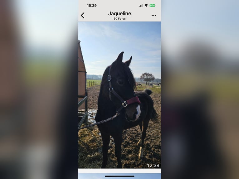 Hannoveraner Hengst 2 Jahre 162 cm Schwarzbrauner in Rehburg-Loccum