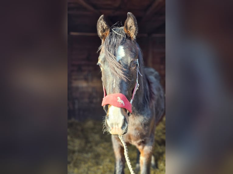 Hannoveraner Hengst 2 Jahre 162 cm Schwarzbrauner in Rehburg-Loccum