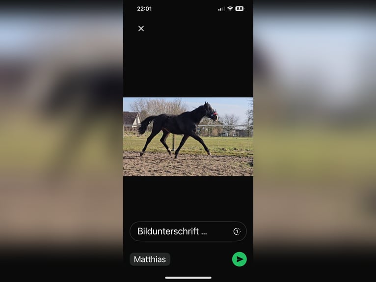 Hannoveraner Hengst 2 Jahre 162 cm Schwarzbrauner in Rehburg-Loccum