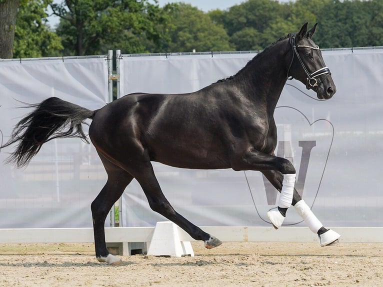 Hannoveraner Hengst 2 Jahre 163 cm Rappe in Münster-Handorf