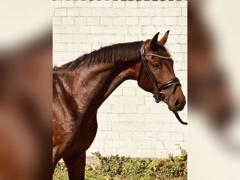 Hannoveraner Hengst 2 Jahre 164 cm Brauner in K&#xF6;lln reisiek
