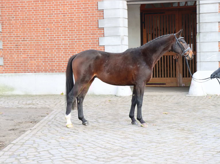 Hannoveraner Hengst 2 Jahre 164 cm Dunkelbrauner in Celle