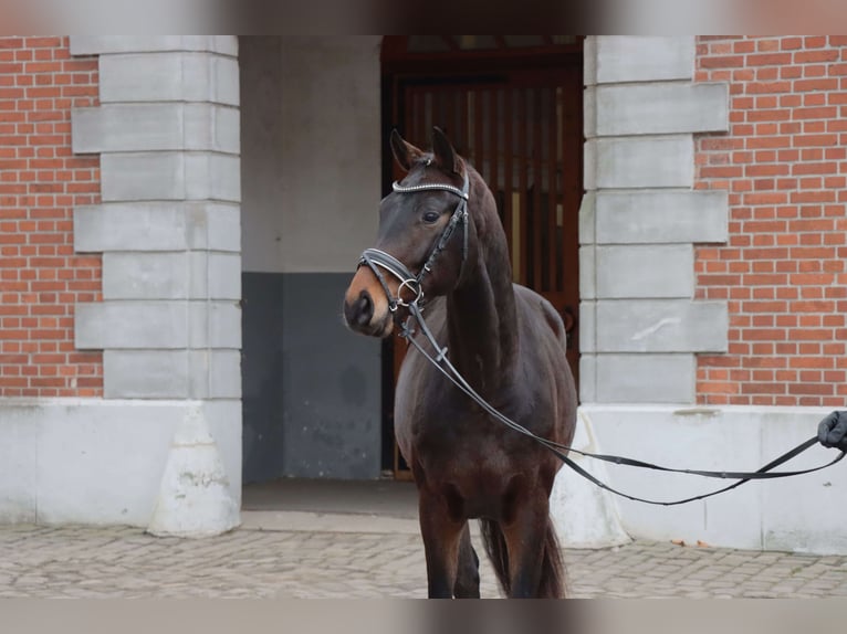 Hannoveraner Hengst 2 Jahre 164 cm Schwarzbrauner in Celle