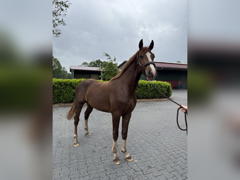 Hannoveraner Hengst 2 Jahre 165 cm Dunkelfuchs in Nordhorn