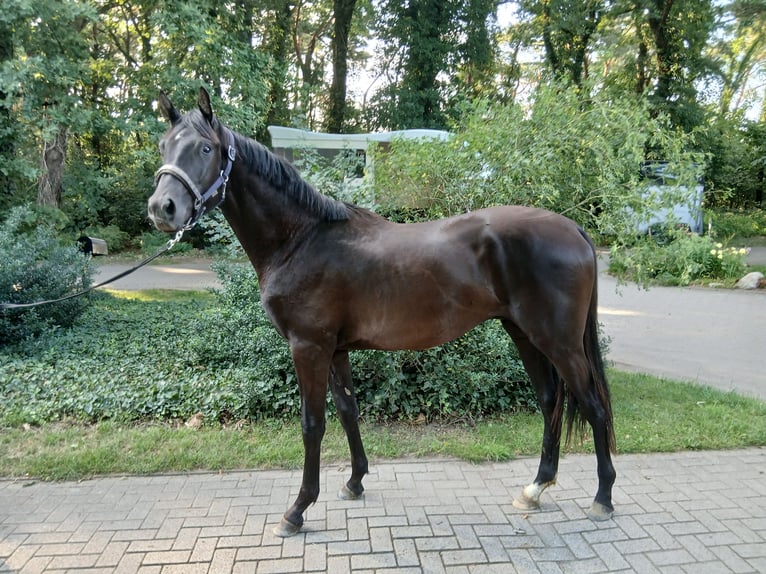 Hannoveraner Hengst 2 Jahre 165 cm Rappe in Barenburg