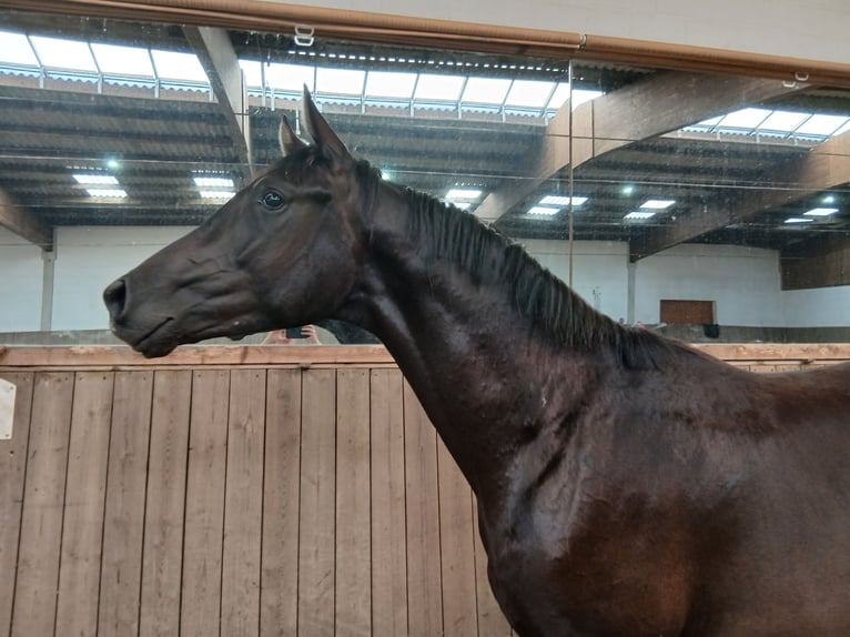 Hannoveraner Hengst 2 Jahre 165 cm Rappe in Barenburg