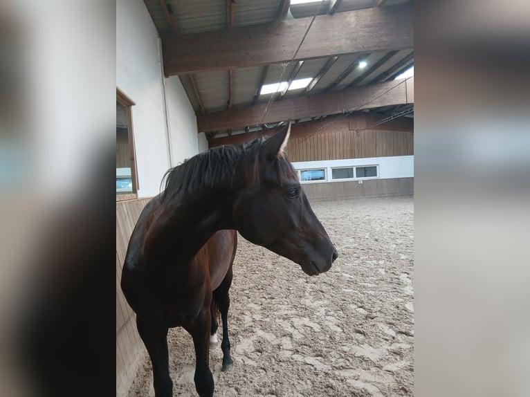 Hannoveraner Hengst 2 Jahre 165 cm Rappe in Barenburg