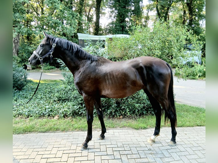 Hannoveraner Hengst 2 Jahre 165 cm Rappe in Barenburg