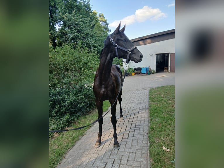 Hannoveraner Hengst 2 Jahre 165 cm Rappe in Barenburg