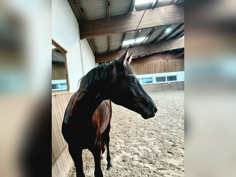 Hannoveraner Hengst 2 Jahre 165 cm Rappe in Barenburg