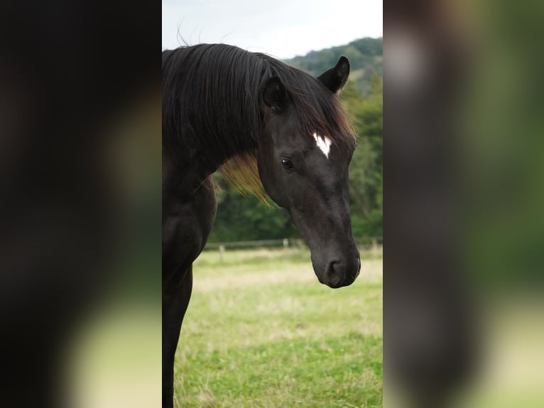 Hannoveraner Hengst 2 Jahre 165 cm Rappe in Nettersheim