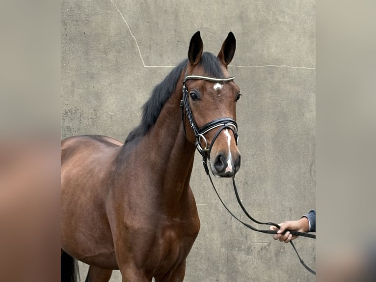 Hannoveraner Hengst 2 Jahre 166 cm Brauner in Neuhaus an der Oste Hannoveraner Hengst 2 Jahre 166 cm Brauner in Neuhaus an der Oste