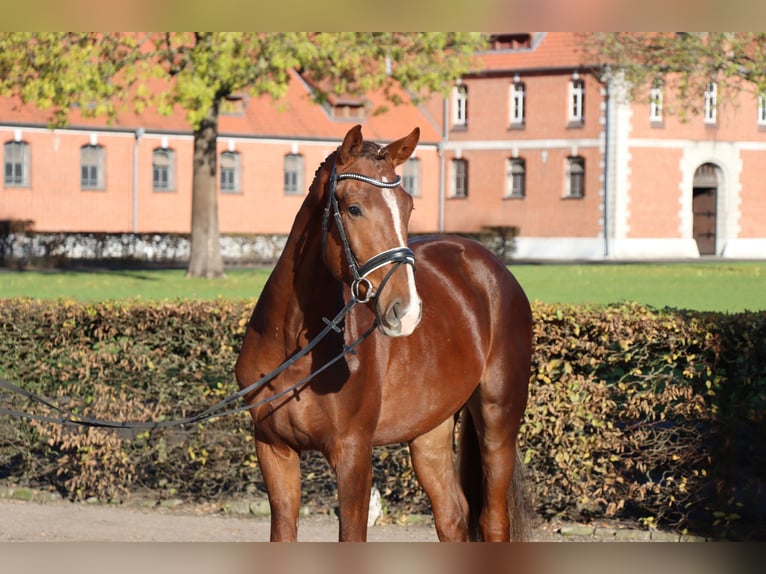 Hannoveraner Hengst 2 Jahre 166 cm Fuchs in Celle