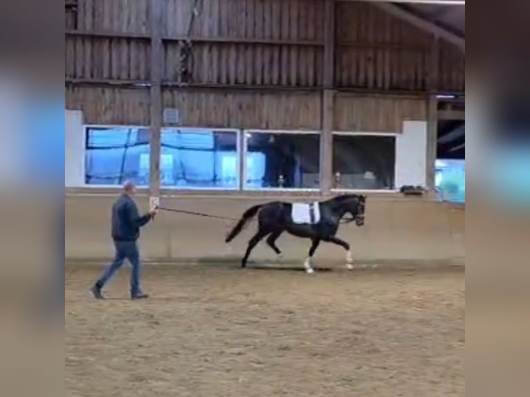 Hannoveraner Hengst 2 Jahre 167 cm Brauner in Basdahl