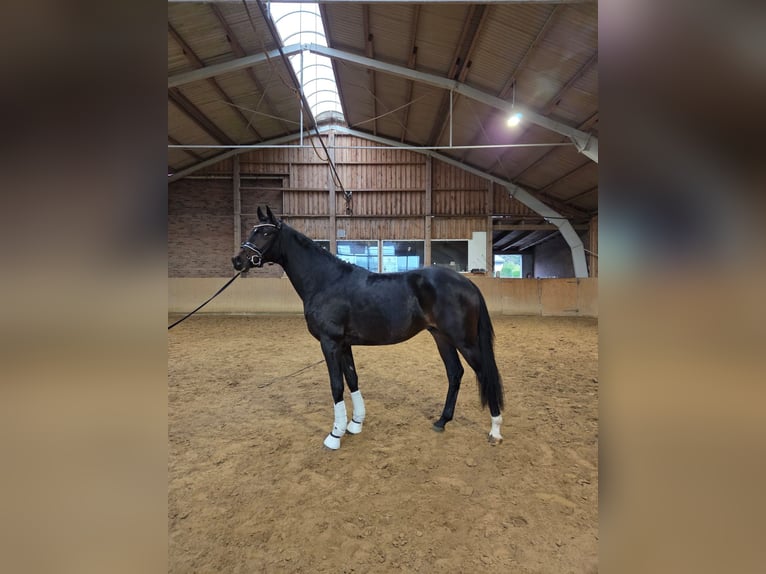 Hannoveraner Hengst 2 Jahre 167 cm Brauner in Basdahl