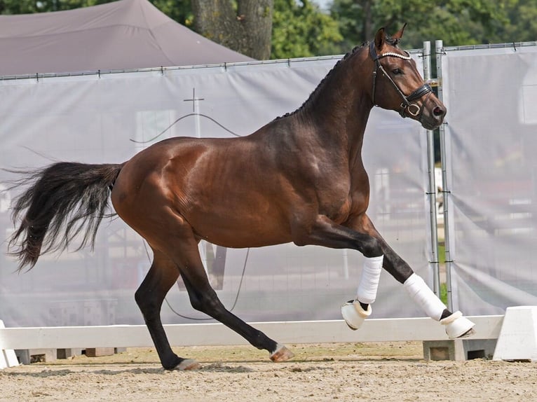 Hannoveraner Hengst 2 Jahre 167 cm Brauner in Münster-Handorf