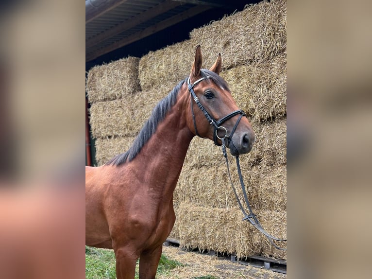 Hannoveraner Hengst 2 Jahre 167 cm Brauner in Heidgraben