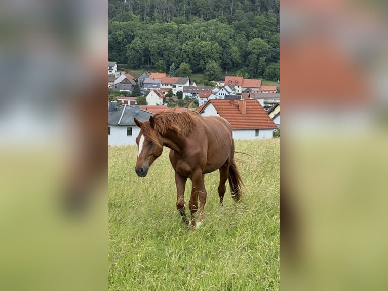 Hannoveraner Hengst 2 Jahre 167 cm Fuchs in Fulda