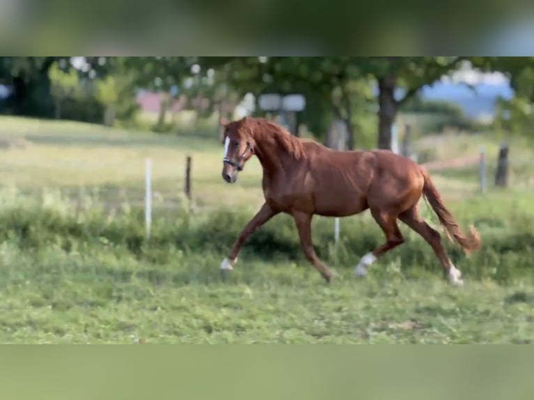 Hannoveraner Hengst 2 Jahre 167 cm Fuchs in Fulda