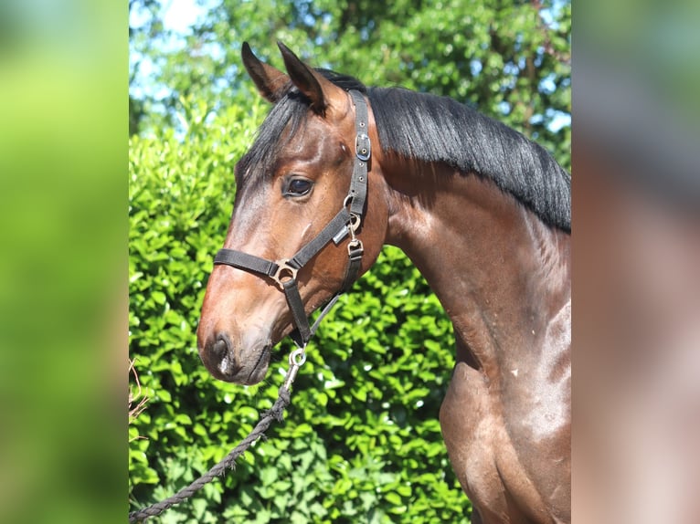 Hannoveraner Hengst 2 Jahre 168 cm Brauner in Selsingen