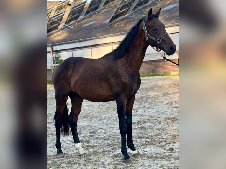 Hannoveraner Hengst 2 Jahre 168 cm Brauner in Vechta