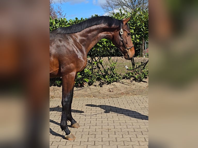 Hannoveraner Hengst 2 Jahre 168 cm Brauner in Niederlangen