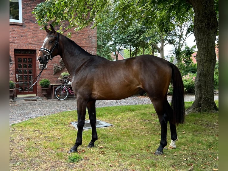 Hannoveraner Hengst 2 Jahre 168 cm Brauner in M&#xFC;den (Aller)