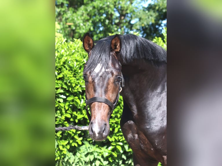 Hannoveraner Hengst 2 Jahre 168 cm Dunkelbrauner in Selsingen