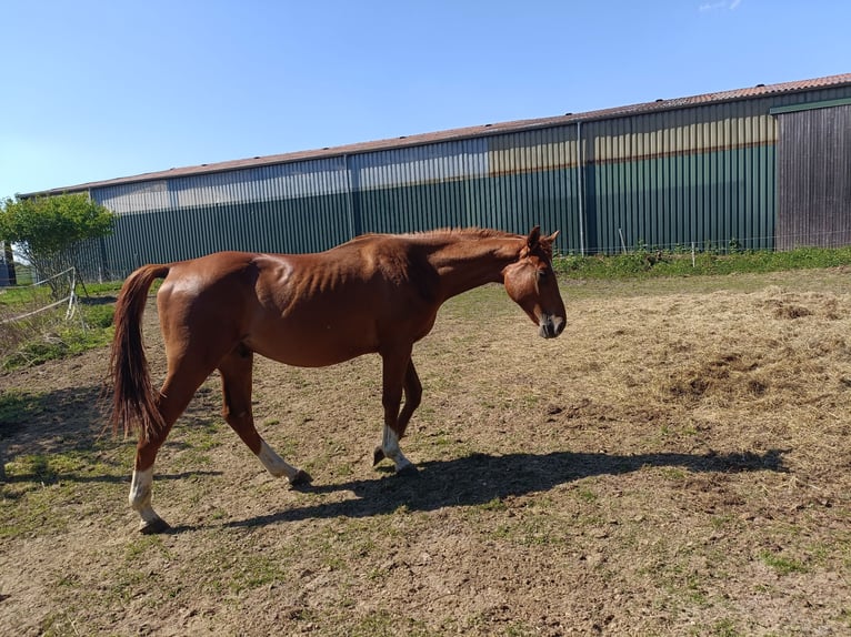 Hannoveraner Hengst 2 Jahre 168 cm Fuchs in Rehburg-Loccum Münchehagen