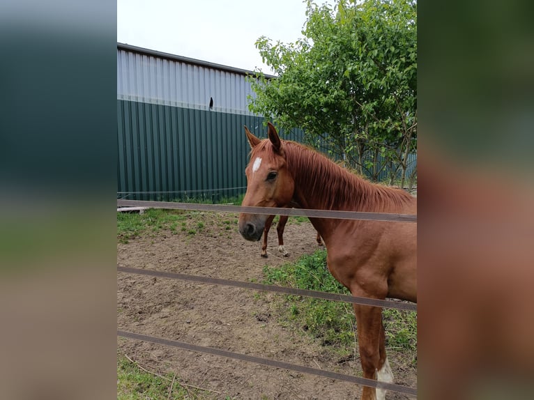 Hannoveraner Hengst 2 Jahre 168 cm Fuchs in Rehburg-Loccum Münchehagen