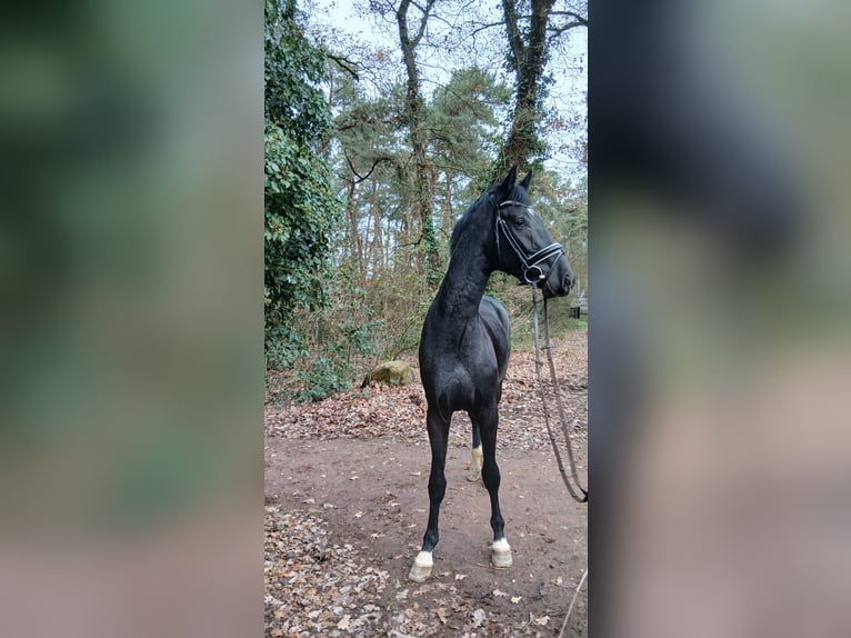 Hannoveraner Hengst 2 Jahre 168 cm Rappe in Barenburg