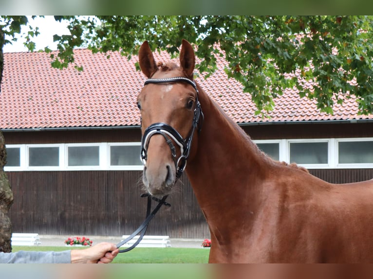 Hannoveraner Hengst 2 Jahre 169 cm Fuchs in Celle