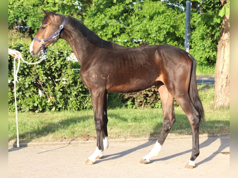 Hannoveraner Hengst 2 Jahre 170 cm Brauner in Selsingen