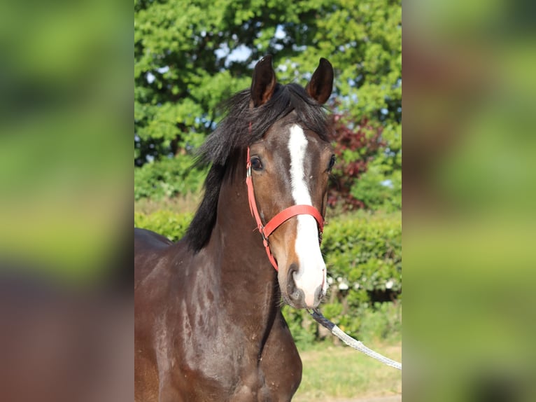 Hannoveraner Hengst 2 Jahre 170 cm Brauner in Selsingen