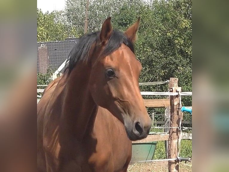 Hannoveraner Hengst 2 Jahre 170 cm Brauner in L&#xFC;beck