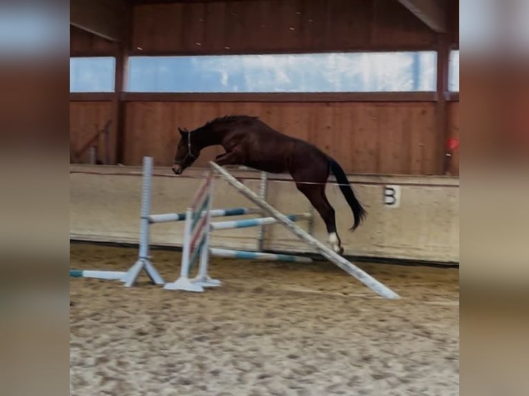 Hannoveraner Hengst 2 Jahre 170 cm Brauner in Hetschburg