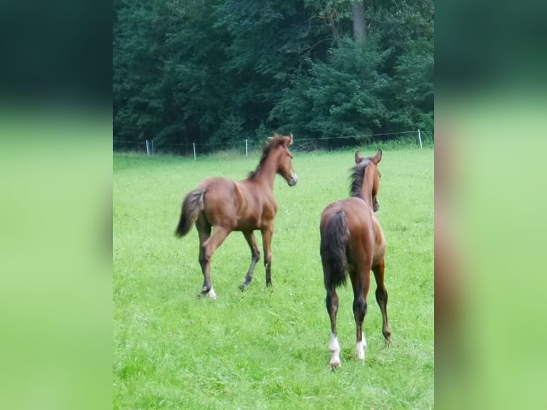 Hannoveraner Hengst 2 Jahre 170 cm Brauner in Hetschburg