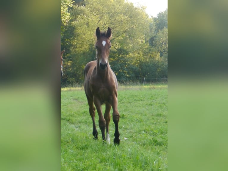 Hannoveraner Hengst 2 Jahre 170 cm Brauner in Hetschburg