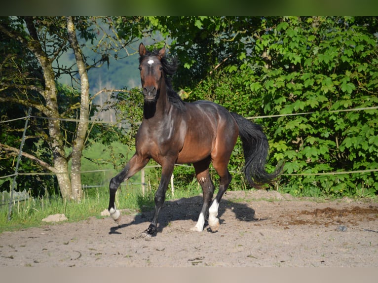 Hannoveraner Hengst 2 Jahre 170 cm Dunkelbrauner in Gries