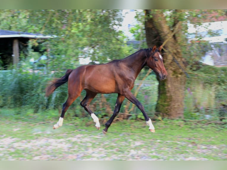 Hannoveraner Hengst 2 Jahre 170 cm Dunkelbrauner in Gries