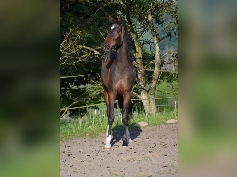 Hannoveraner Hengst 2 Jahre 170 cm Dunkelbrauner in Gries