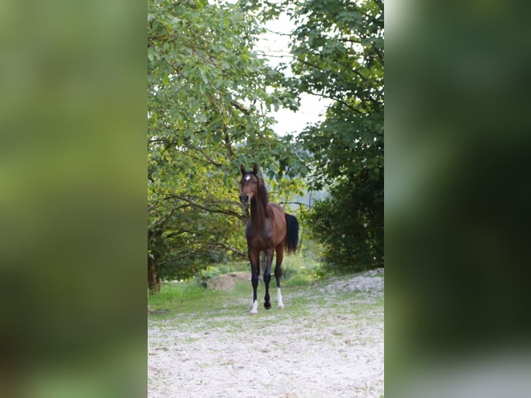 Hannoveraner Hengst 2 Jahre 170 cm Dunkelbrauner in Gries